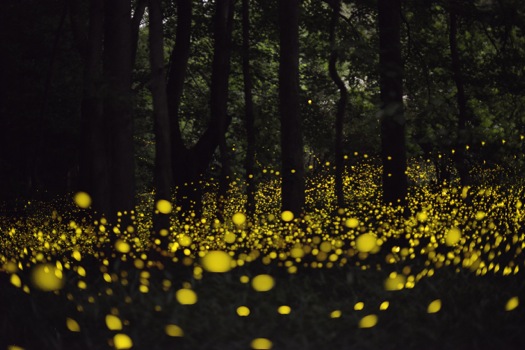 Fireflies